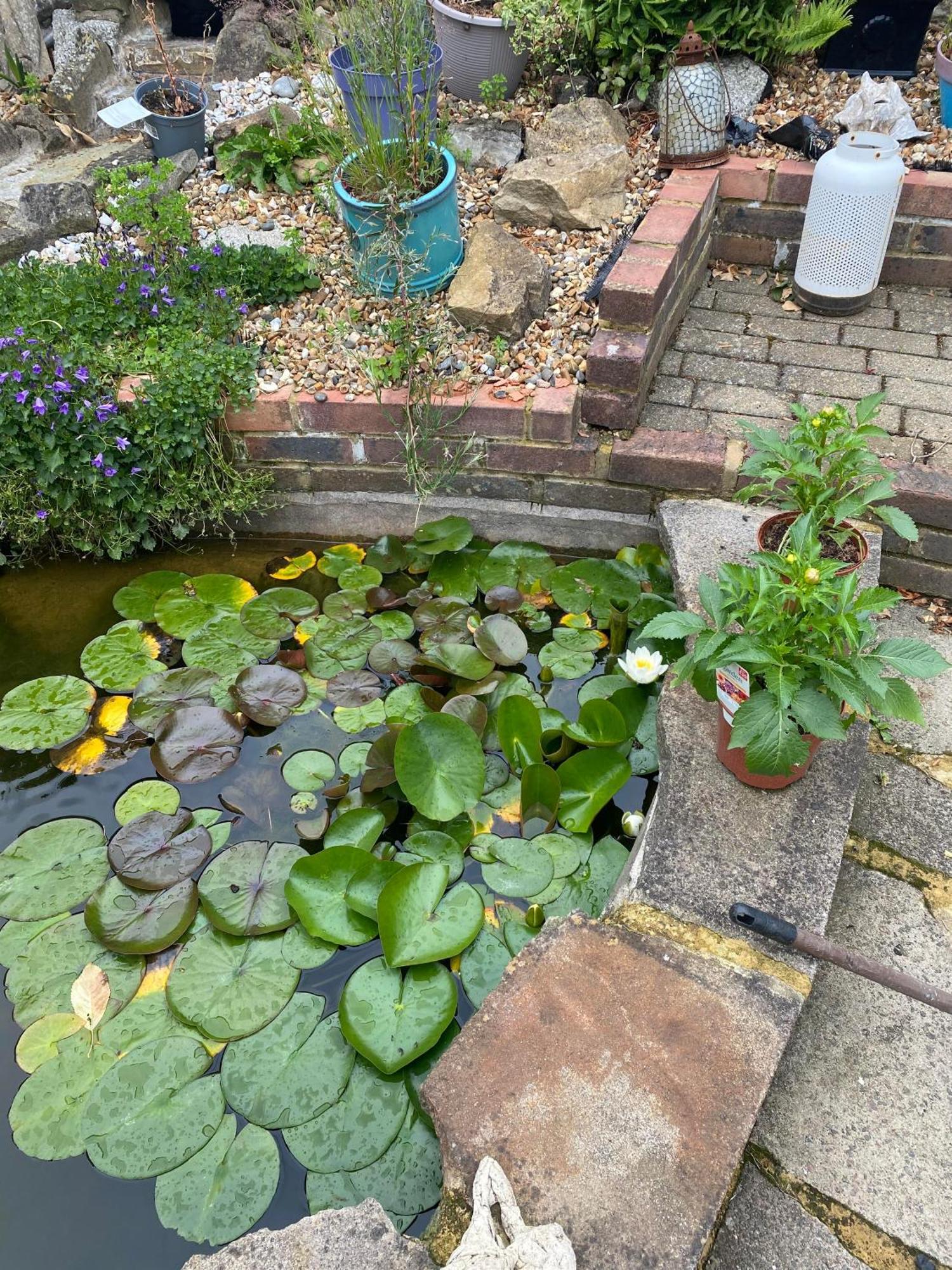 פורלי Pond Cottage מראה חיצוני תמונה